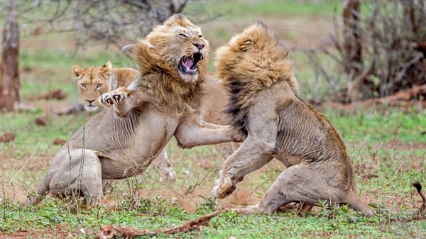狮子那么厉害  为什么不把烦人的鬣狗全部吃光？
