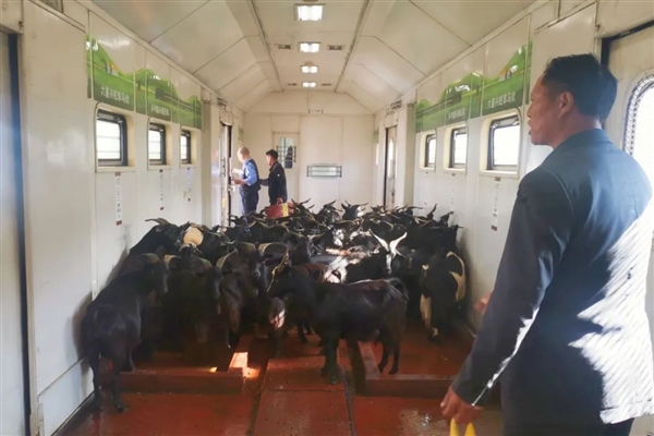四川50只羊坐火车的视频火了 网友：买的是站票吗