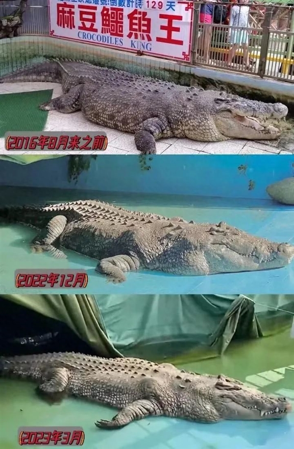 世界最大圈养湾鳄在厦门动物园被养死：全身溃烂露骨