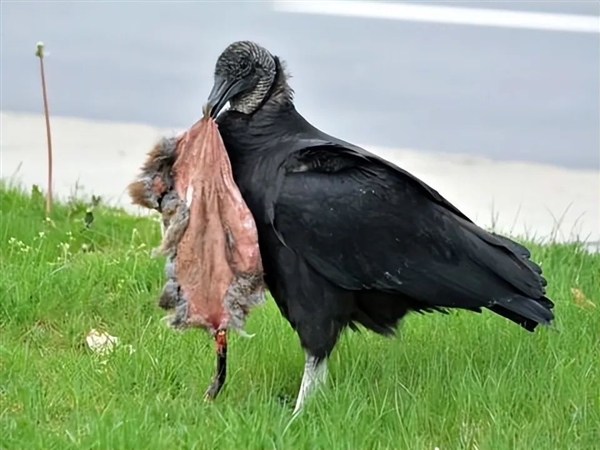 美国多地惊现秃鹫“活吃牛”：明明吃腐肉 为何突然攻击活物