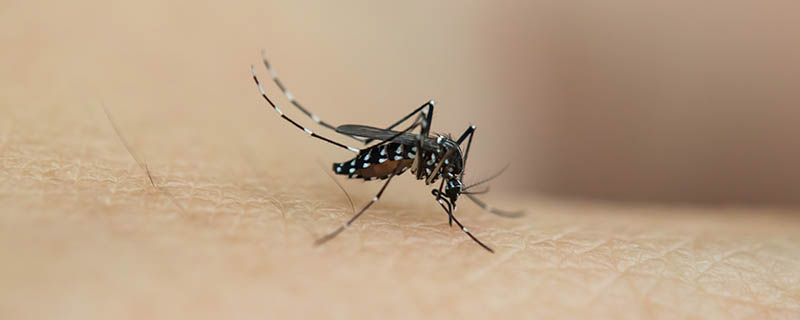 夏季如何防蚊子