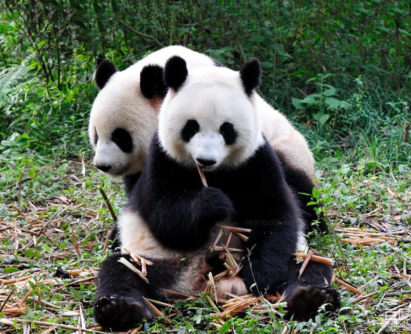 关于熊猫资料大熊猫的年龄和资料