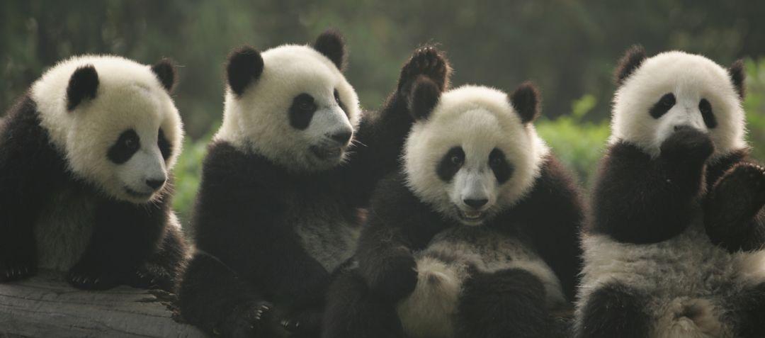 关于小熊猫的资料有哪些奇怪的动物行为