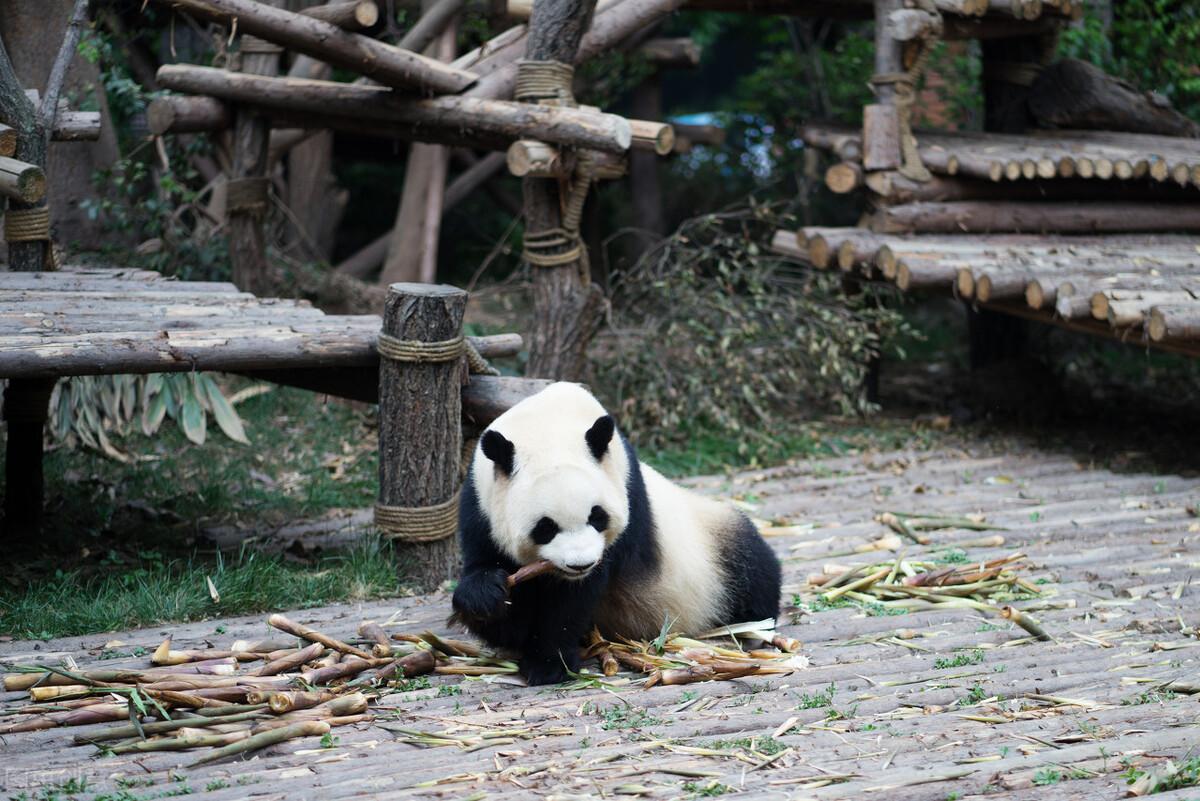 熊猫的相关资料大熊猫平平安安的资料