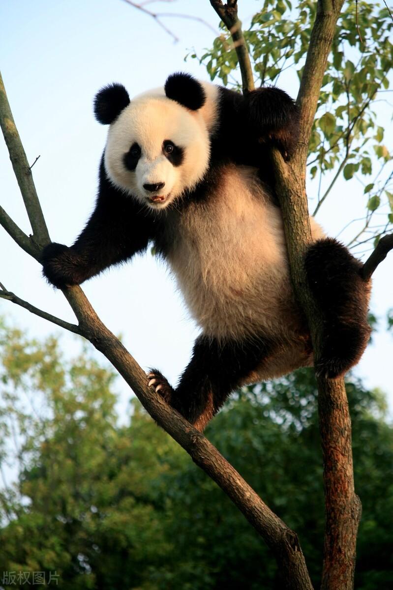 介绍大熊猫的作文关于我是熊猫饲养员的作文