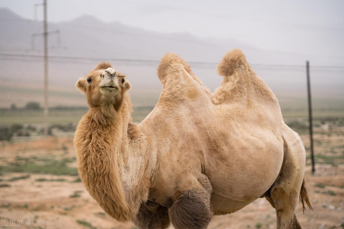 骆驼的驼峰中储存的是什么