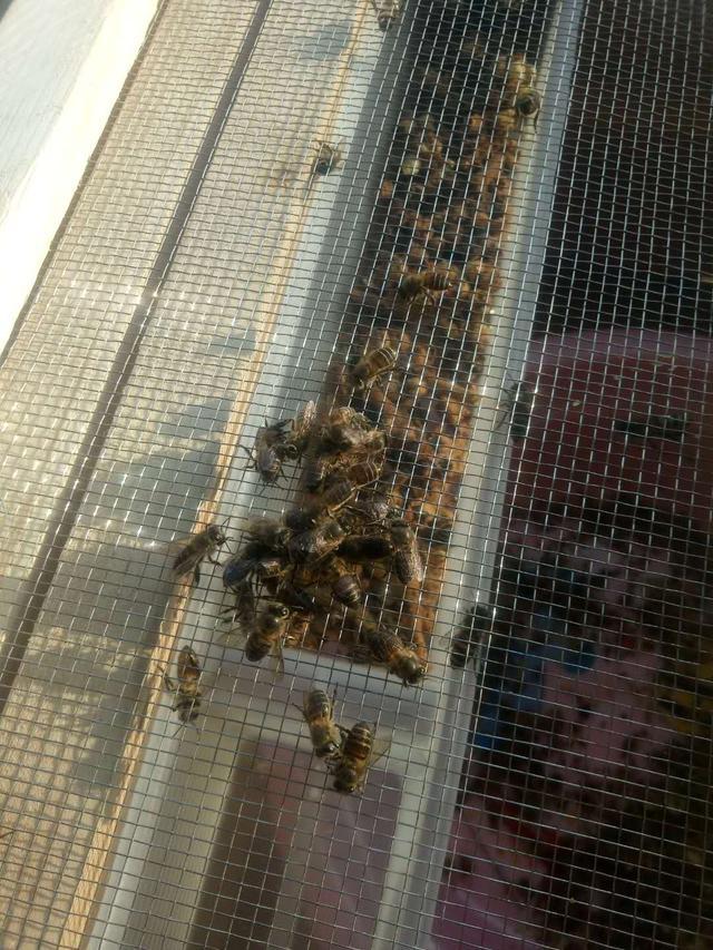 蜜蜂防逃片多大尺寸