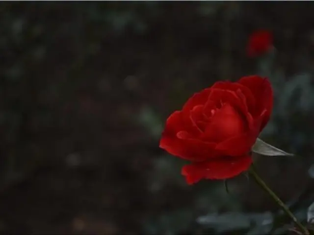 红玫瑰、白玫瑰、粉玫瑰寓意之深